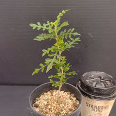 K194【自社養生株】オペルクリカリア　ヒファエノイデス（実生・発根株・鉢植え）【灌木系・塊根植物】