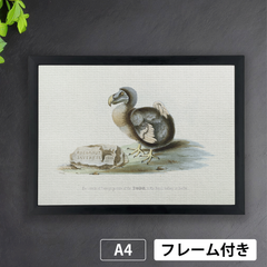 「絶滅鳥ドードー」ルーラント・サーフェリー（1626年頃）　生物多様性遺産図書館から　A4 荒い麻布の風合い アートポスター【フレーム付】《AS》