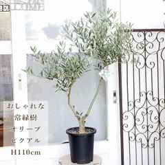 ⑪　オリーブの木souju『ピクアル』　8号　特大苗木最高等級極上品‼️ 21 オリーブの木souju 『ピクアル』8号特大苗木最高等級極上品