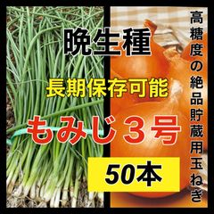 苗の専門店より発送‼️晩生種‼️もみじ3号50本‼️玉ねぎ苗