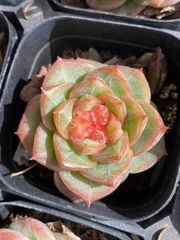 15種類の土と根付き105苗セット】多肉植物の大満足パック！佐川