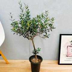 ［現品］14番　創樹　オリーブ　マンザニロ　6号　観葉植物　ベランダ　SOUJU  玄関　屋外　オリーブの木　おしゃれ