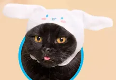 【中古】小物(キャラクター) シナモロール 「かわいい かわいい ねこのかぶりもの サンリオキャラクターズ」