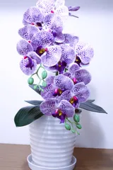 胡蝶蘭9輪2本立紫班入り陶器鉢受け皿付き 光触媒品　送料無料のサムネイル