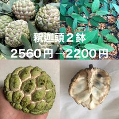 ⭐️⭐️釈迦頭の苗2鉢⭐️⭐️2560円→2200円　シャカトウ　バンレイシ　シュガーアップル苗木