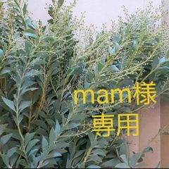 フレッシュ   三角葉アカシアリース 三角葉アカシアのドライフラワーリース Mimosa wreath