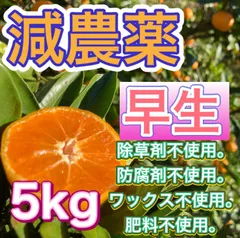 和歌山県産　下津　みかん　低農薬　5kg