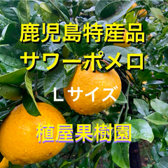 最新のデザイン 植屋果樹園（ゆめking） メルカリShops - 果物