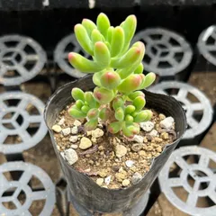 2025年最新】ルビーティント 多肉植物の人気アイテム - メルカリ