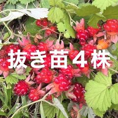 ⭐️⭐️苗代苺の苗4株(小)ルビー赤実木苺⭐️⭐️木苺苗　キイチゴ苗　木いちご苗　木イチゴ苗　木苺　キイチゴ　木いちご　木イチゴ　ワイルドベリー　日本のラズベリー