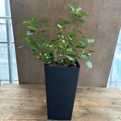 フィカス ゴールドコイン 陶器鉢付き 現品 Ficus deltoidea フィカス デルトイデア コバンボダイジュ 観葉植物 観葉 植物  珍奇 珍しい レア 希少 インテリア プレゼント おしゃれ かわいい リビング おうち時間 グリーン 金運アップ
