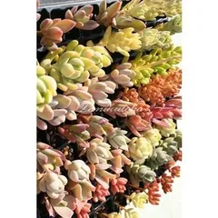 Ｓサイズ20種類名前なし苗セット アソート 多肉植物根付苗セット 多肉植物セット アレンジ苗 寄せ植え
