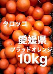 愛媛県産　タロッコ　ブラッドオレンジ　柑橘　10kg