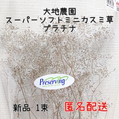 大地農園 スーパーソフトミニカスミ草 プラチナ