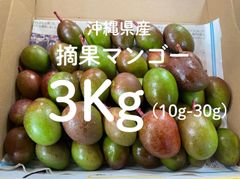 ※本日5ケース限定価格！本日発送〈農家直送〉小さめ量多め！沖縄県産グリーンマンゴー【摘果マンゴー】3Kg Gurīnmangō