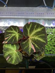 ベゴニア　ソリムタータ斑入り