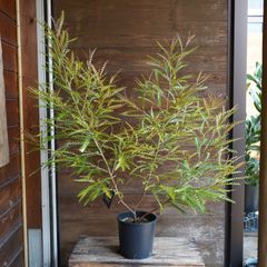 アデナンサス ”ルーラタン” C オージープランツ 現物発送 - メルカリ