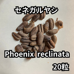 【種】20粒　Phoenix reclinata　セネガルヤシ