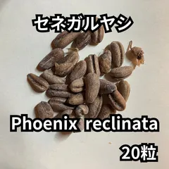 2025年最新】セネガルヤシの人気アイテム - メルカリ