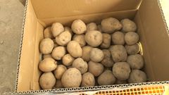 キタアカリ 10kg