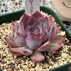 多肉植物 ☘️ ダークアイス 抜き苗