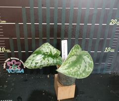 スキンダプサス  ピクタス Scindapsus pictus