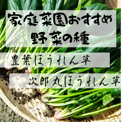 №3【野菜の種】食べ比べ！　豊葉ほうれん草次郎丸ほうれん草　固定種　種子セット