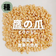 【種】鷹の爪　とうがらし　農薬不使用　20粒
