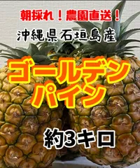 沖縄県石垣島産ゴールデンパイン約10キロパイナップル 先行予約】《2025年夏季 順次発送》黄金パイン大玉6個入 計9.0kg