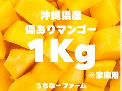 数量限定！沖縄産地直送、クール便込！【完熟マンゴー】傷あり家庭用