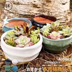 多肉植物おまかせ寄せ植え HATIMANIA 3号 1006W 鉢づくし ミニ盆栽 多肉植物 エケベリア セダム 植木 穴あき 観葉直物 土植え 丸型 プレゼント ミニ盆栽 Sサイズ インテリア サボテン 母の日 円形 鉢植え 区分60Y HA-003