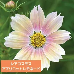 【花の種】２０粒　コスモス　アプリコットレモネード　アプリコットに芯がラベンダー  クリーミーな花色のサムネイル