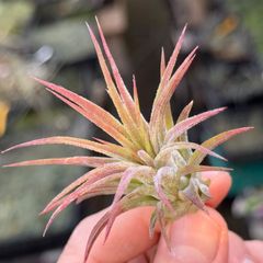 チランジア イオナンタ ファウンテン Tillandsia ionantha Fountain＊エアプランツ＠フラワーショップ江口