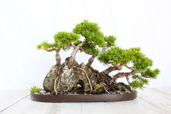 五葉松　瑞祥　盆栽　ごようまつ　ずいしょう