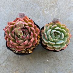 パンダ様専用＊多肉植物 カット苗 エケベリア ララ ルドルフ セット