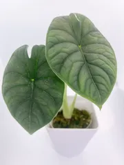 2025年最新】アロカシアメロの人気アイテム - メルカリ