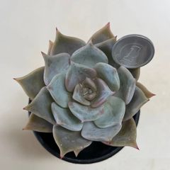多肉植物　ピーチピンキー　抜き苗　根付き