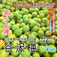 訳あり コンパクト クール便【幻の梅】山形県寒河江市産 谷沢梅 箱抜き 1.5kg 中熟 青梅 訳あり