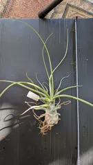 TY苗 ♥️白蓮華×ノバヒネリアナ♥️多肉 抜き苗 とっちゃん よめちゃん TY苗 ♥️白蓮華×ノバヒネリアナ♥️多肉 抜き苗 とっちゃん