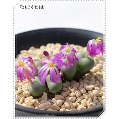 セラタム 4頭 コノフィツム 2寸ポット 小型鞍型 昼咲き種 白花 メセン科 根付苗 アフリカ原産 多肉植物 多肉永遠