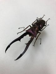 昆虫標本★飼育個体です★色変わりペレン島産メタリフェルホソアカ♂69.5ミリ