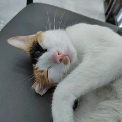 【専用】タンクソファ　アノニマスチェア フラット座面で快適！フリースタイルカウチソファ【Arturo