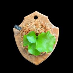冠の様な貯水葉が魅力  | P.Coronarium | 板付