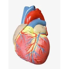 2024年最新】心臓模型の人気アイテム - メルカリ
