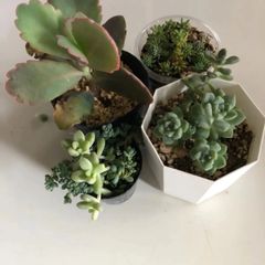 多肉植物　　セダム