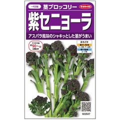 未開封 ＜野菜の種＞２０粒　紫セニョーラ　茎ブロッコリー　スティックブロッコリ