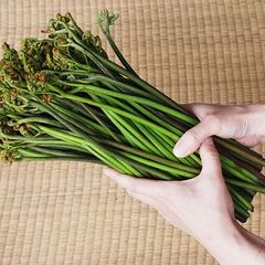 予約　天然　ワラビ２ｋｇ（大小バラ詰め）