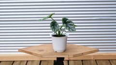 【観葉植物】アロカシア　シヌアータ　4号