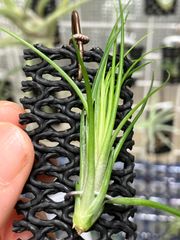 【ネコポス】チランジア グロボーサ Tillandsia globosa キンクマ農園☆T0087
