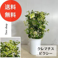 クレマチス ピクシー 【送料無料】 15cmプラ鉢 高さ0.45ｍ(鉢込み) 幅0.2m つる性 花 苗 洋風 鉢植え フォステリー系 常緑木立性 ※2025.5.13現在、花は終わっています。